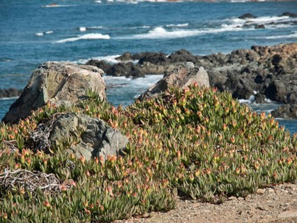 Large rocks with plants on a rocky coast with the sea in the background under a blue sky, ajaccio,