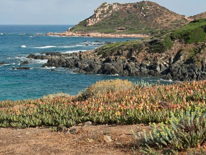 Hilly rocky coast with plants and sea view under a blue sky, ajaccio, corsica, france
