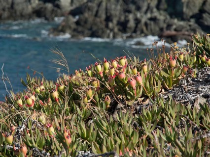 Close-up of plants along a rocky coast with the sea in the background on a summer day, ajaccio,