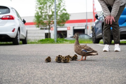 Duck family walking on a city road with cars, people trying to rescue birds from traffic, mother