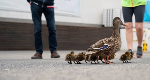 Duck family walking on a city road with cars, people trying to rescue birds from traffic, mother