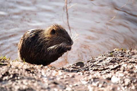 Nutria, coypu herbivorous, semiaquatic rodent member of the family Myocastoridae on the riverbed,