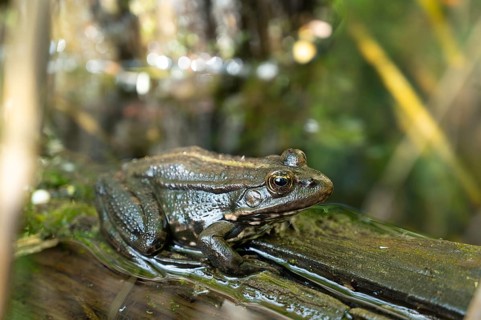 Aga toad, bufo marinus sitting on a tree log, amphibian inhabitant in wetland eco system, Haff