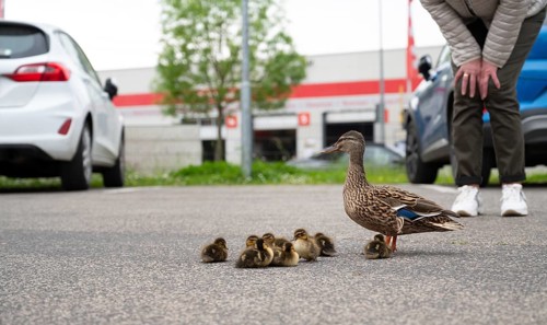 Duck family walking on a city road with cars, people trying to rescue birds from traffic, mother