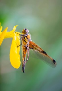 Red dragonfly is sitting on a yellow flower, newly hatched insect, wetland Haff Reimich, nature