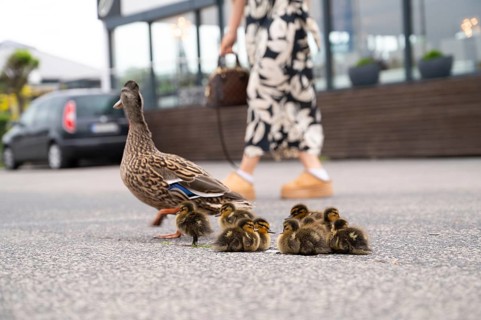 Duck family walking on a city road with cars, people trying to rescue birds from traffic, mother
