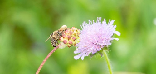 Dead honey bee on a clover flower, spider and fly eating the insect, close up