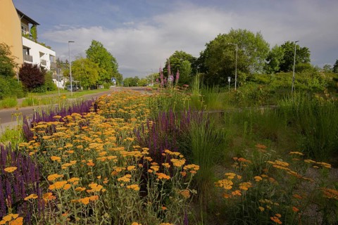 Flowering traffic island, flowering area, roundabout, road traffic, car, zebra crossing, housing