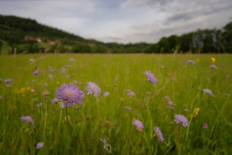 Natural flower meadow in late spring with scabiosa in bloom, Swabian-Franconian Forest nature park