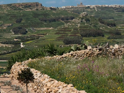 Landscape with stone walls, vegetation and extensive green meadows, gozo, mediterranean sea, malta