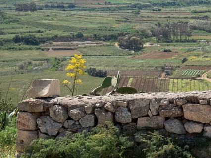 Wide view over a vast landscape and vineyards behind a stone wall, under a blue sky, Gozo,