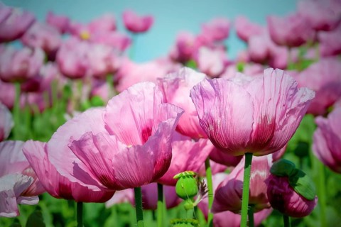 Opium poppy (Papaver somniferum), cultivation of edible poppy, poppy field, Donnersbergkreis,