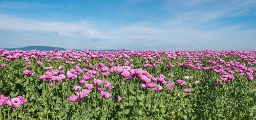Opium poppy (Papaver somniferum), cultivation of edible poppy, poppy field, Donnersbergkreis,