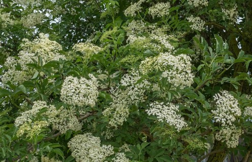 Elder (Sambucus nigra), flower, Rhineland-Palatinate, Germany, Europe
