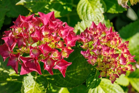 Close-up of bright red hydrangeas with green leaves, Borken, Münsterland, North Rhine-Westphalia,