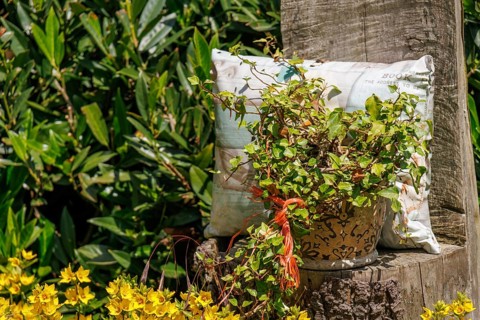 A colourful garden arrangement with a plant pot and a cushion on a wooden trunk, Borken,