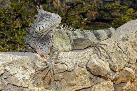 Green iguana (Iguana iguana), Caribbean, Windward Islands, Netherlands Antilles, ABC Islands ABC