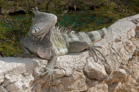 Green iguana (Iguana iguana), Caribbean, Windward Islands, Netherlands Antilles, ABC Islands ABC