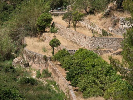 Several levels of agricultural terraces with trees and stone walls stretching up the slopes, ibiza,