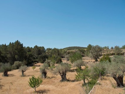 Extensive olive grove on a dry meadow under a blue sky, ibiza, mediterranean sea, spain