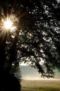 Summer morning atmosphere, morning fog, Germany, Europe