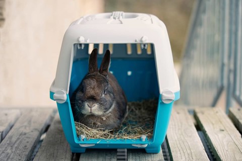 Rabbit in a transport box, pet locked in a cage, taking care of domestic animal, vacation or