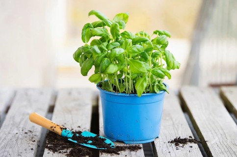 Basil herb with shovel, repot plant in spring, gardening and planting season, growing herbs in the