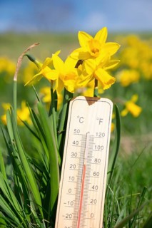 Thermometer with daffodils flowers, blue sky and sun, measure the temperature, weather forecast,