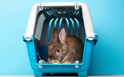 Rabbit in a transport box, pet locked in a cage, taking care of domestic animal, vacation or