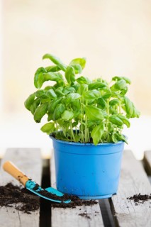 Basil herb with shovel, repot plant in spring, gardening and planting season, growing herbs in the