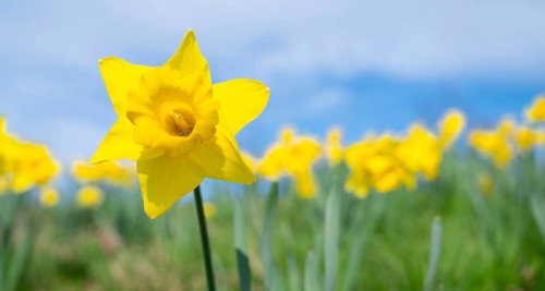 Daffodils spring flowers with blue sky, yellow narcissus blossom in springtime