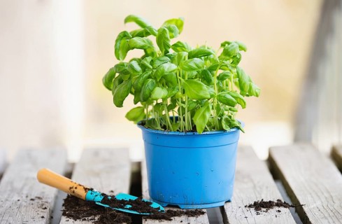 Basil herb with shovel, repot plant in spring, gardening and planting season, growing herbs in the