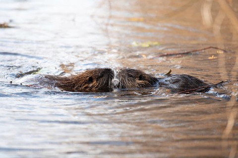 Nutria, coypu herbivorous, semiaquatic rodent member of the family Myocastoridae on the riverbed,