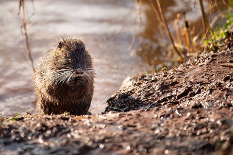 Nutria, coypu herbivorous, semiaquatic rodent member of the family Myocastoridae on the riverbed,