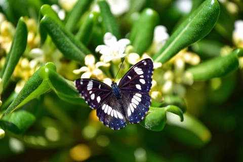 A brush-footed butterfly (Nymphalidae) of the species Southern white admiral (Limenitis reducta)