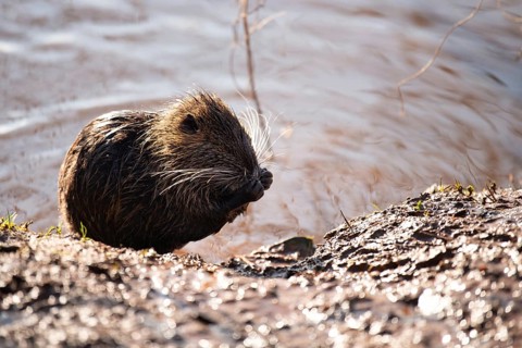 Nutria, coypu herbivorous, semiaquatic rodent member of the family Myocastoridae on the riverbed,
