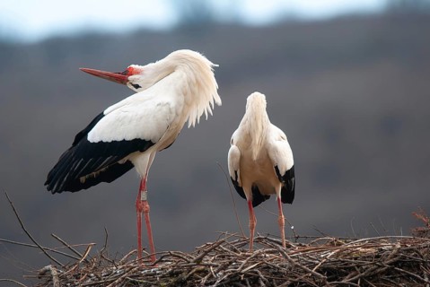 Stork clattering the beak while throwing back the head, ciconia, couple white storks on the nest,