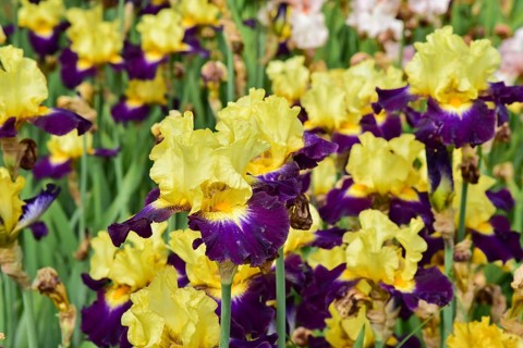Irises in an iris field near Larnas in the French department of Ardèche, France, Europe