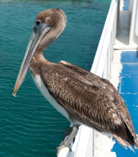 Brown Pelican (Pelecanus occidentalis) Brown Pelican sitting on boat edge in Caribbean Sea,