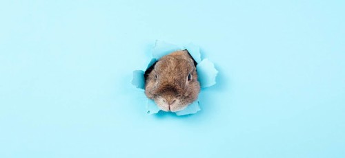 Curious easter bunny or rabbit peeking through a hole, holiday in spring, greeting card