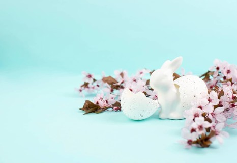 Easter bunny or rabbit with eggshell, pink cherry blossoms, holiday greeting card, spring season