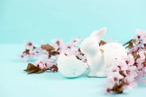 Easter bunny or rabbit with eggshell, pink cherry blossoms, holiday greeting card, spring season