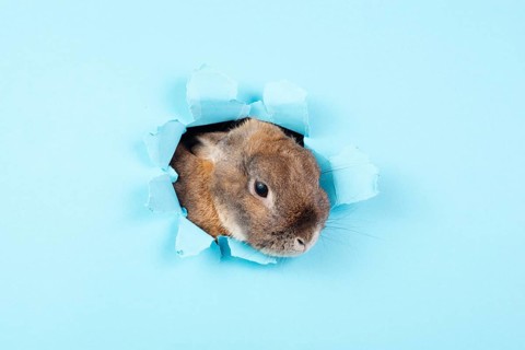 Curious easter bunny or rabbit peeking through a hole, holiday in spring, greeting card