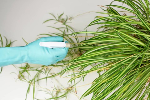 Spraying water on the leaves of a spider plant, florist caring for houseplant, gardening at home
