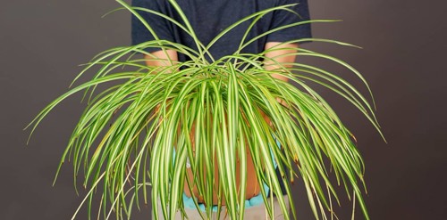 Holding a potted spider plant, florist caring for houseplant, gardening at home