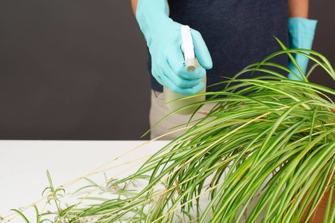 Spraying water on the leaves of a spider plant, florist caring for houseplant, gardening at home