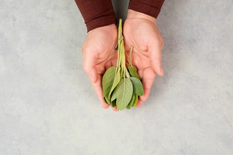 Holding fresh organic sage herb in the hand, prepare healthy tea or food with spice, harvest and