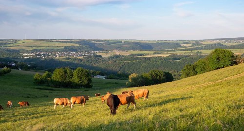 Cows grazing on pasture in Germany, species appropriate animal husbandry, farmland meadow