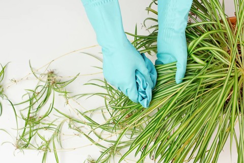 Cleaning the leaves of a spider plant with a rag, florist washing leaf of houseplant with water,