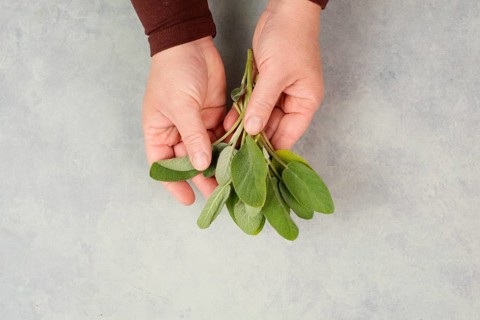 Holding fresh organic sage herb in the hand, prepare healthy tea or food with spice, harvest and